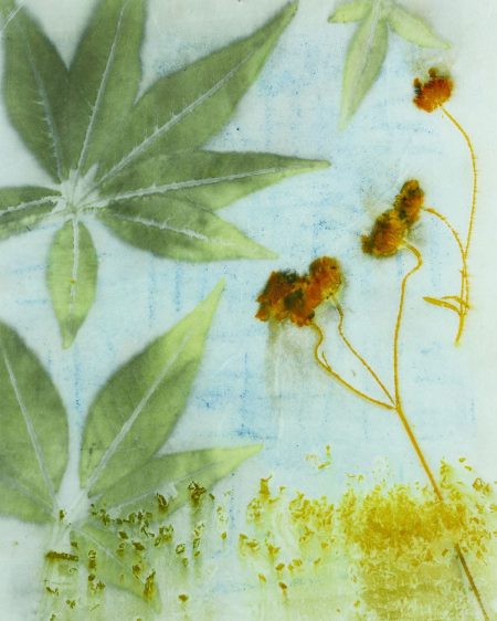 plant images